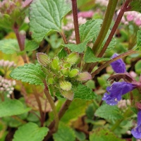 Dracocephalum rupestre